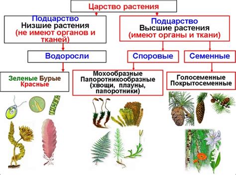 Классификация растений 6 класс биологии: основные группы растений