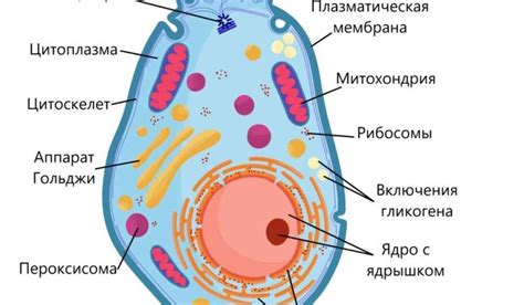 Клетка гамета: строение и функции