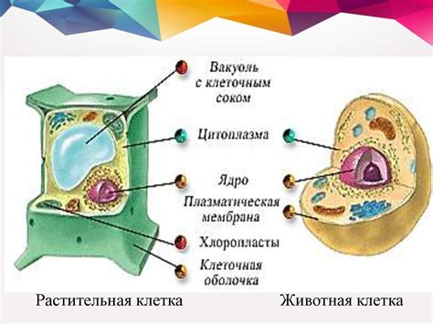 Клетка - основная структурная единица организма