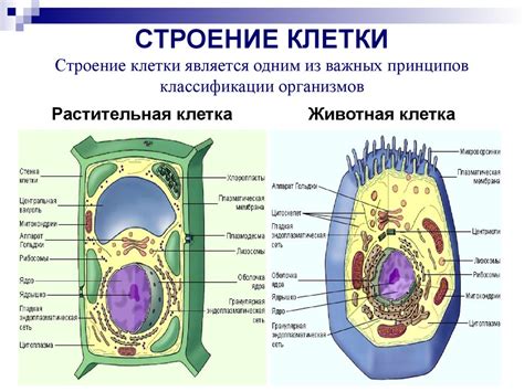 Клетки как основные строительные блоки организмов