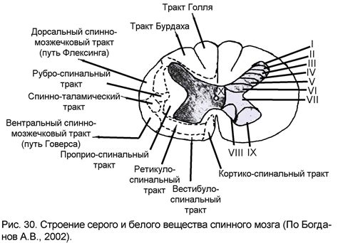 Клетки серого вещества спинного мозга