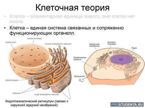 Клеточная теория и медицина