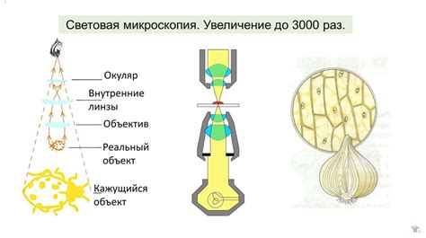 Клеточный уровень организации