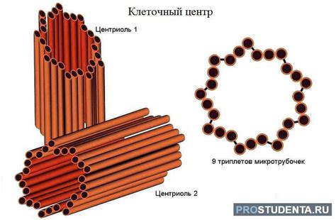 Клеточный центр: ключевые функции и значение