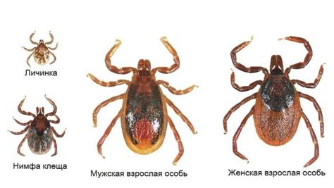 Клещ с когтями на хвосте: признаки и опасность