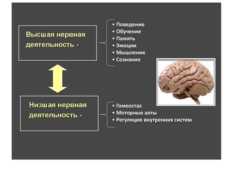 Когнитивные функции: