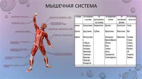 Комплексное развитие мышц и систем организма