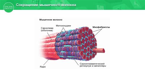 Компоненты поперечно полосатой сердечной ткани