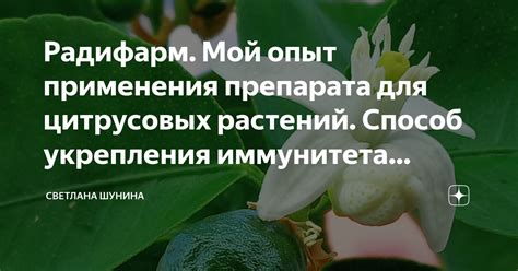 Компоты и отвары из цитрусовых для укрепления иммунитета