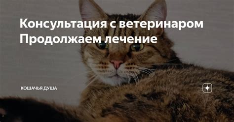 Консультация с ветеринаром: особенности питания кошек