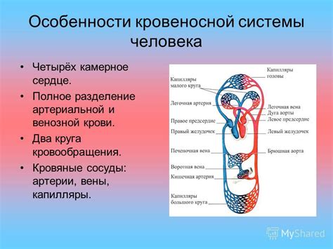 Контуры духовной жизни и состояния крови в жилах