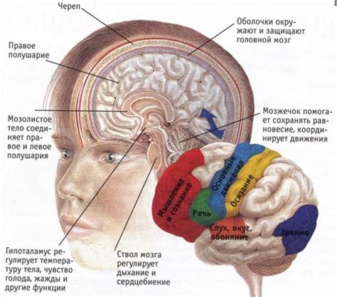 Кора головного мозга: ответственная за основные психические функции