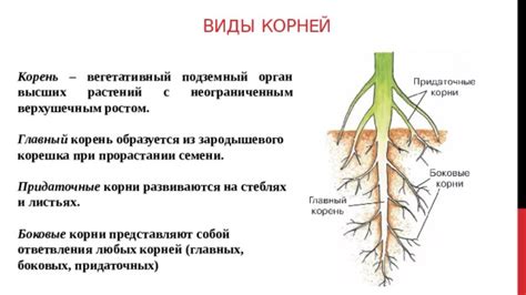 Корень растения: структура и функции