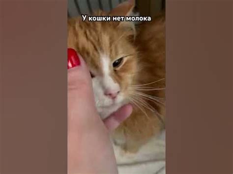 Кормление котят молочной смесью