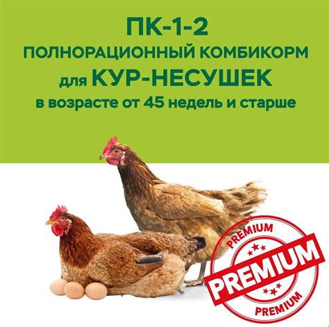 Кормление кур-несушек в возрасте 3 месяца