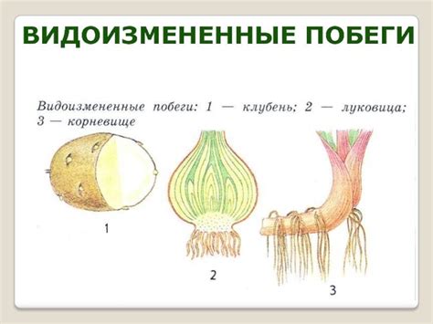 Корневище как средство размножения