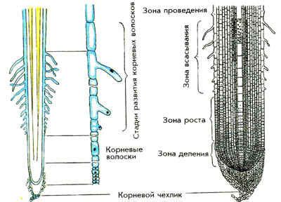 Корневые волоски и их роль