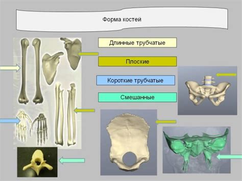 Кости в организме новорожденных: обзор