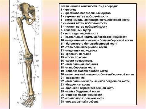 Кости скелета нижних конечностей