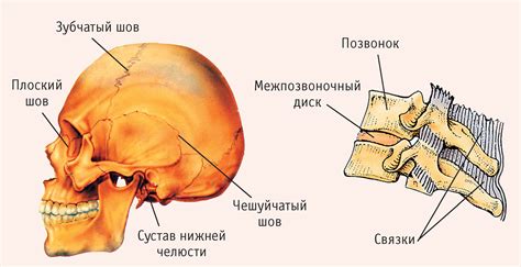 Костное углубление основания черепа: что находится в нем?