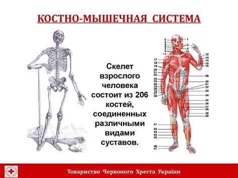 Костно-мышечная система верхних конечностей