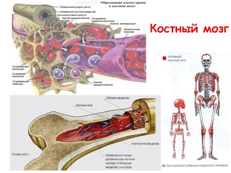 Костный мозг и митоз