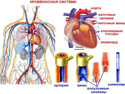 Кровеносная система человека: анатомия и работа