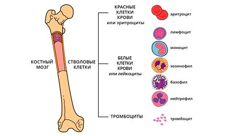 Кроветворные функции костного вещества