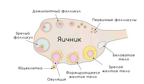 Кровоизлияние в желтое тело яичника