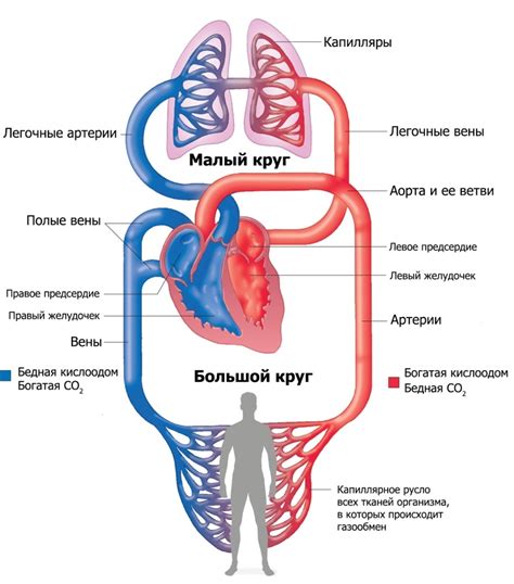 Кровообращение и вдох