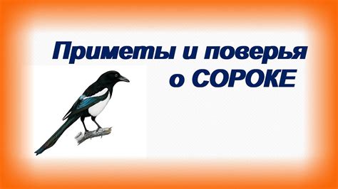 Культурные суеверия и предрассудки о сороке