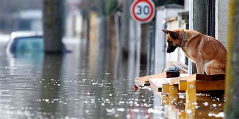 К чему снится вода во сне наводнение?