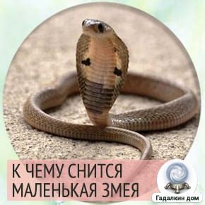 К чему снится длинная змея девушке незамужней?