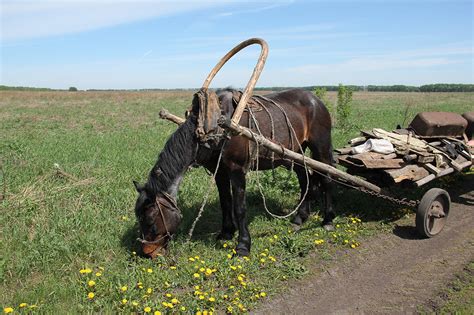 К чему снится запряженная лошадь с телегой?