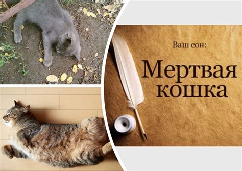 К чему снится мертвая кошка - народные приметы и суеверия