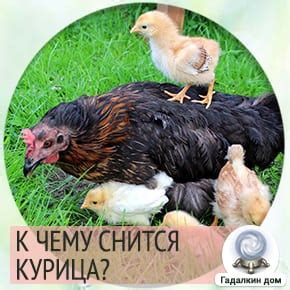 К чему снятся курицы во сне женщине?