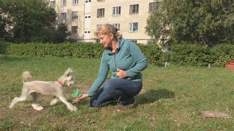 Лакомства, которые развлекут вашу собаку на долгое время