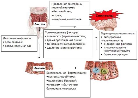 Лактазная недостаточность: советы по питанию для взрослых