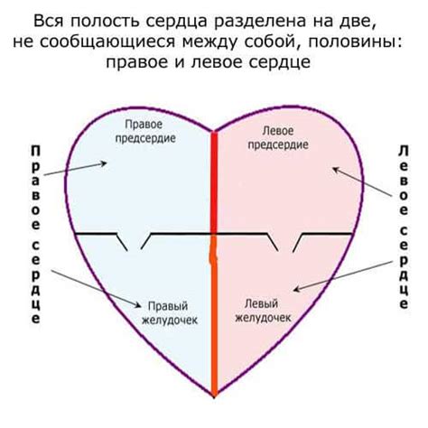 Левое легкое и сердце