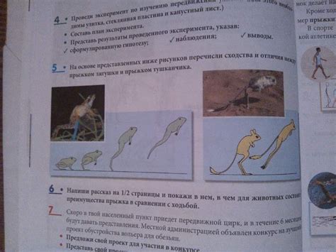 Легенды и обряды, связанные с прыжком лягушки