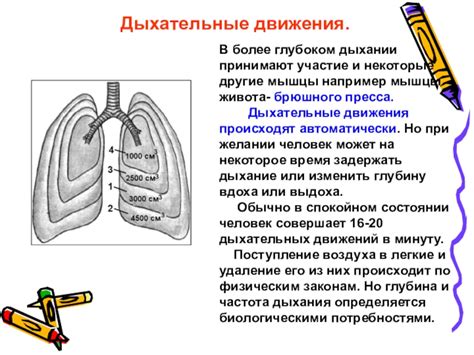 Легкие: структура и роль в дыхании