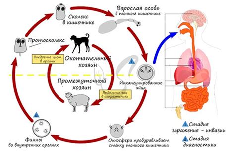 Лечение и профилактика заражения эхинококком