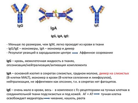 Лечение повышенного уровня иммуноглобулина IgE