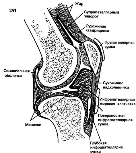 Лечение суставной сумки коленного сустава