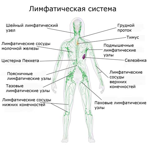 Лимфатическая система и ее роль в организме