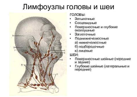 Лимфоузлы и шишка: связь и значения