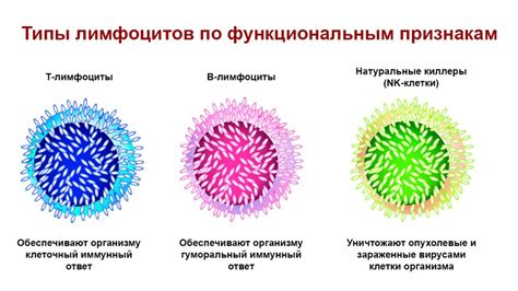 Лимфоциты: что это такое и какое значение имеют в крови у мужчин?