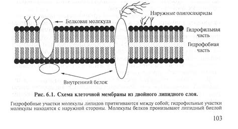 Липидный двойной слой