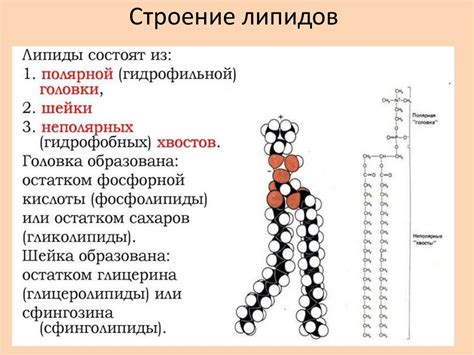 Липиды и липопротеины