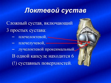 Локтевой сустав и его роль в движении